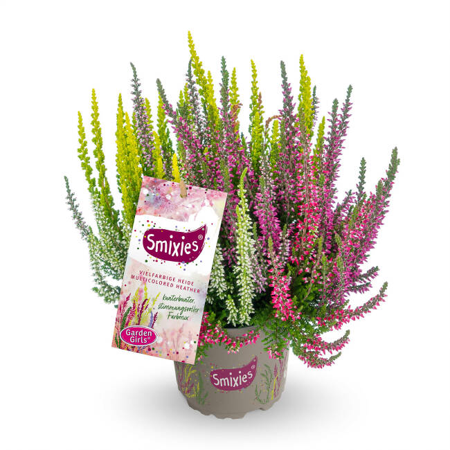 Calluna vulgaris Gardengirls® Smixies P 0,5 15-20 cm