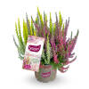 Calluna vulgaris Gardengirls® Smixies P 0,5 15-20 cm