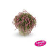 Calluna vulgaris Gardengirls ® Rasta Girls® Maite P 0,5 15-20 cm
