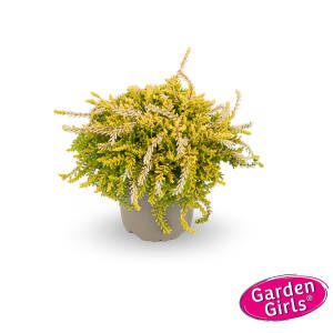 Calluna vulgaris Gardengirls ® Rasta Girls® Netty