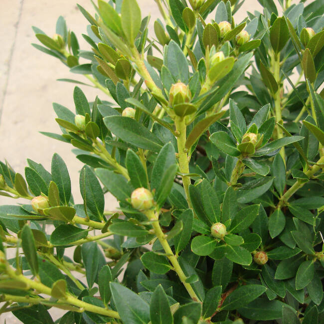 Rhododendron micranthum Bloombux Magenta® C 2 20-25 cm