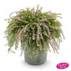 Calluna vulgaris Gardengirls® Rasta Girls® Rosa Claire  P 0,5 15-20 cm