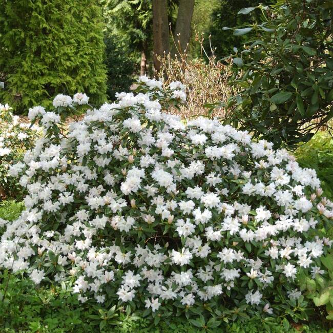 Rhododendron carolinianum Dora Amateis C 3-5 30-40 cm