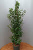Prunus lusitanica Angustifolia C 7,5 80-100 cm