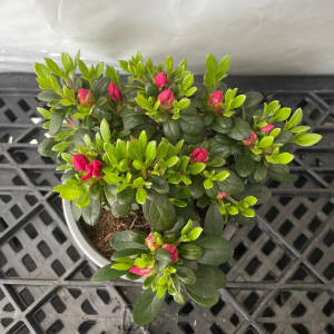 Rhododendron obtusum Anne Frank P 1 10-15 cm