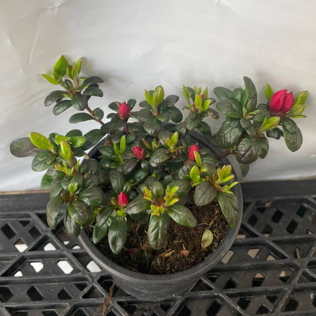 Rhododendron obtusum Little Red