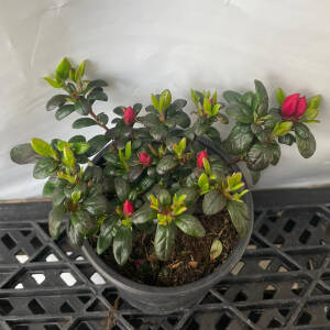 Rhododendron obtusum Little Red P 1 10-15 cm