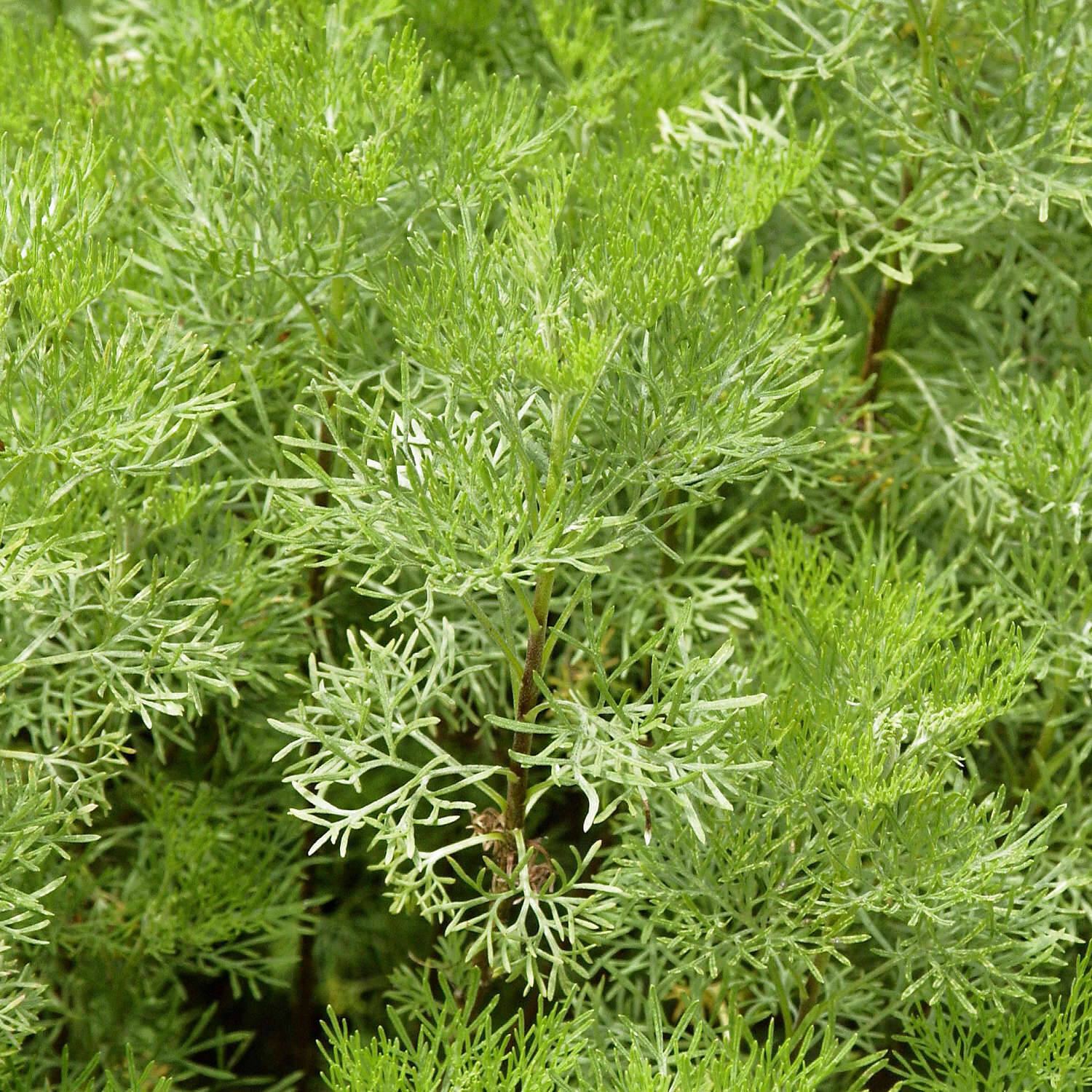 Eberraute - Artemisia abrotanum