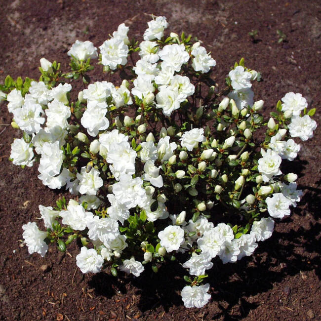 Rhododendron obtusum Schneeperle® C 2-3 15-20 cm