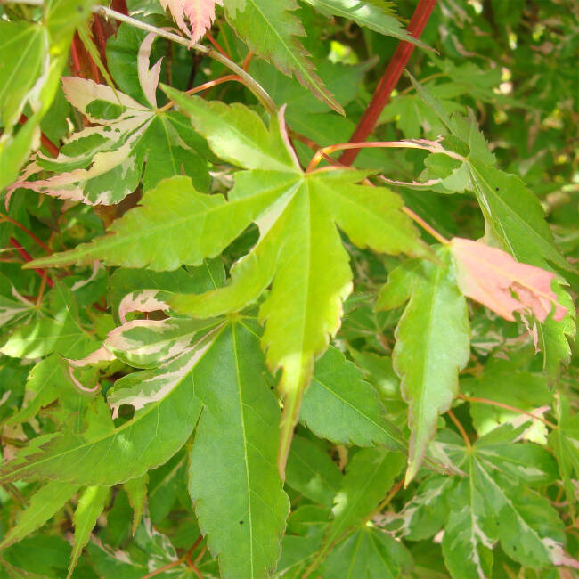 Acer palmatum Asahi-zuru C 3-5 40-60 cm