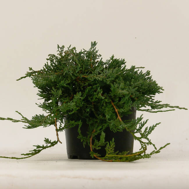 Juniperus horizontalis Glauca P 1 15-20 cm