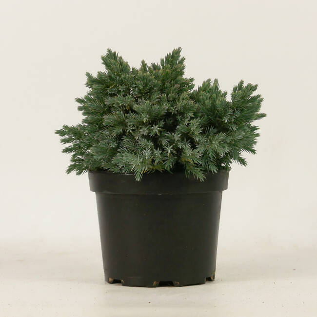 Juniperus squamata Blue Star C 2 15-20 cm
