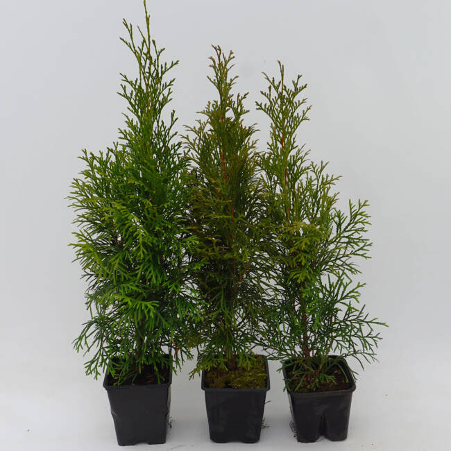 Thuja occidentalis Smaragd P 0,5 15-25 cm