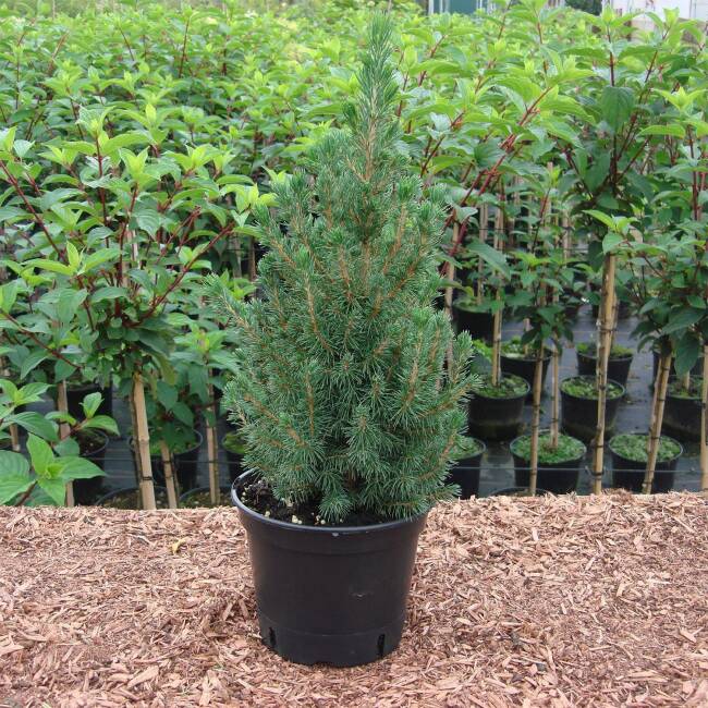 Picea glauca Conica C 2 20-30 cm