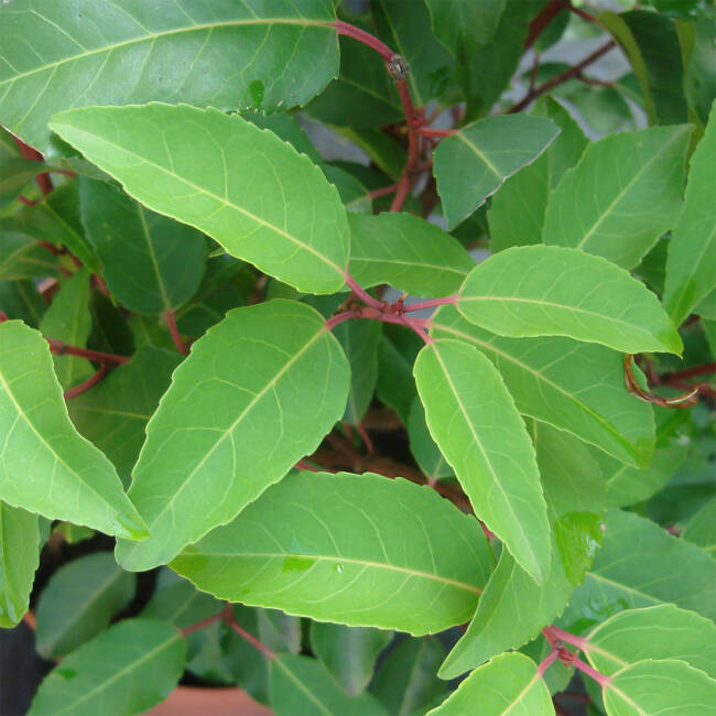 Prunus lusitanica Myrtifolia