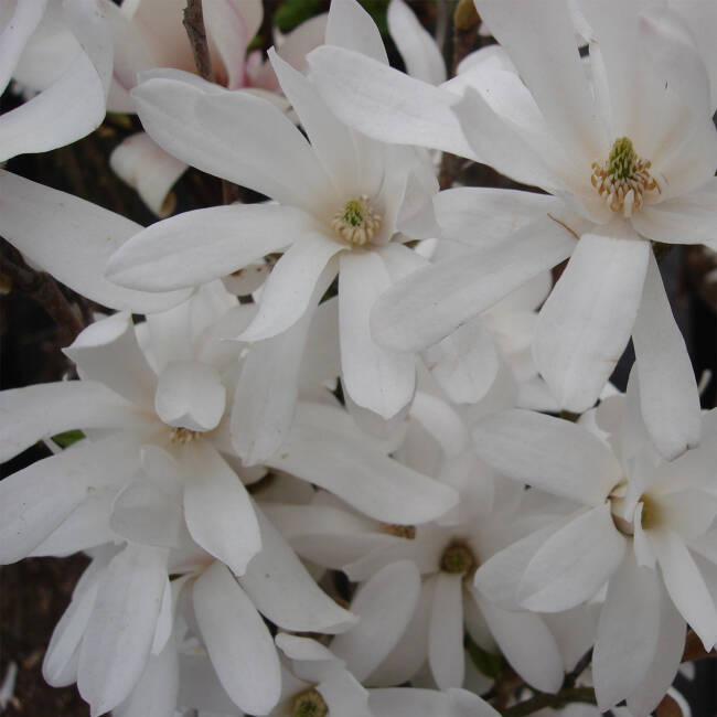 Magnolia stellata C 3-5 40-60 cm