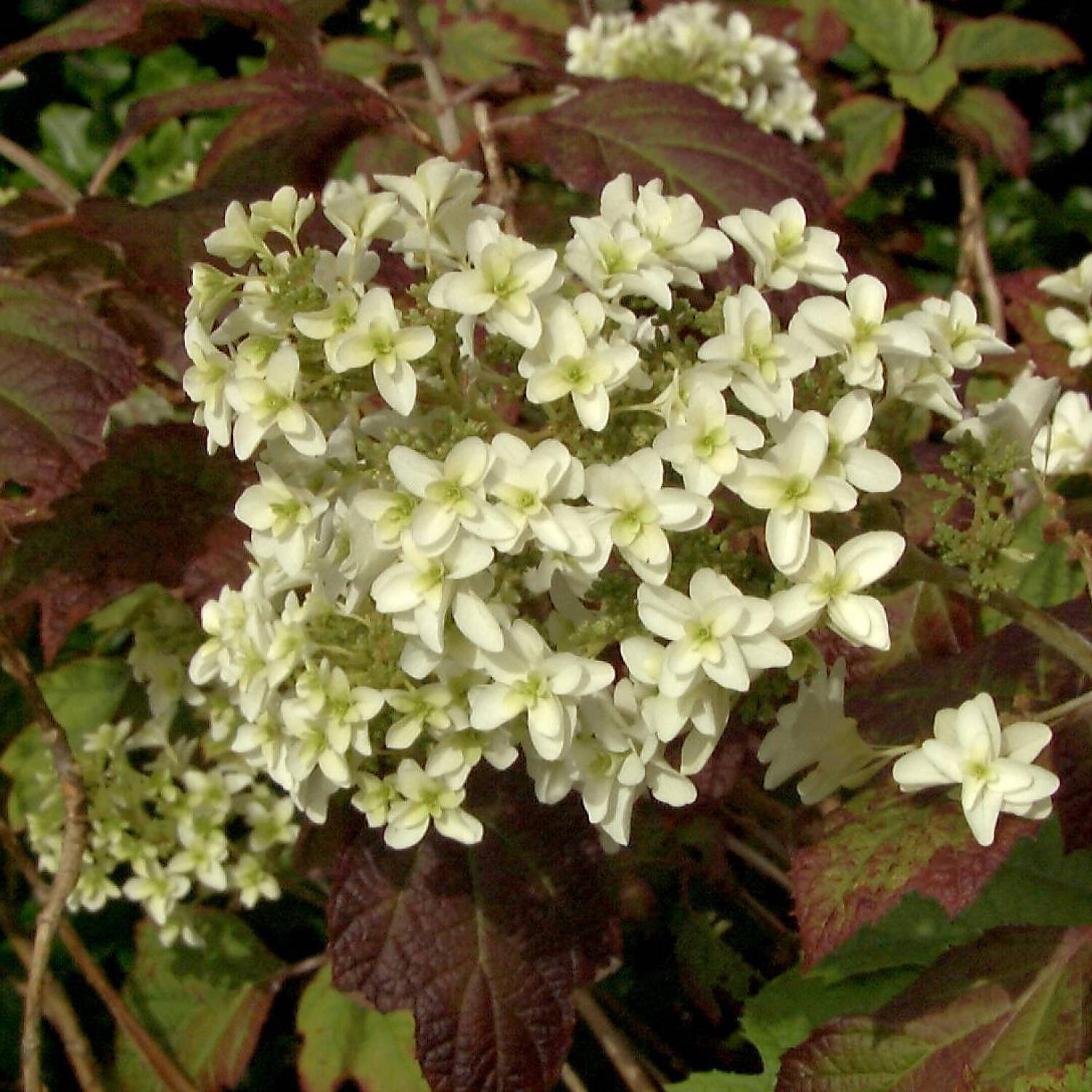 Kategorie <b>Laubbäume </b> - Eichenblatt-Hortensie 'Snowflake' - Hydrangea quercifolia 'Snowflake'