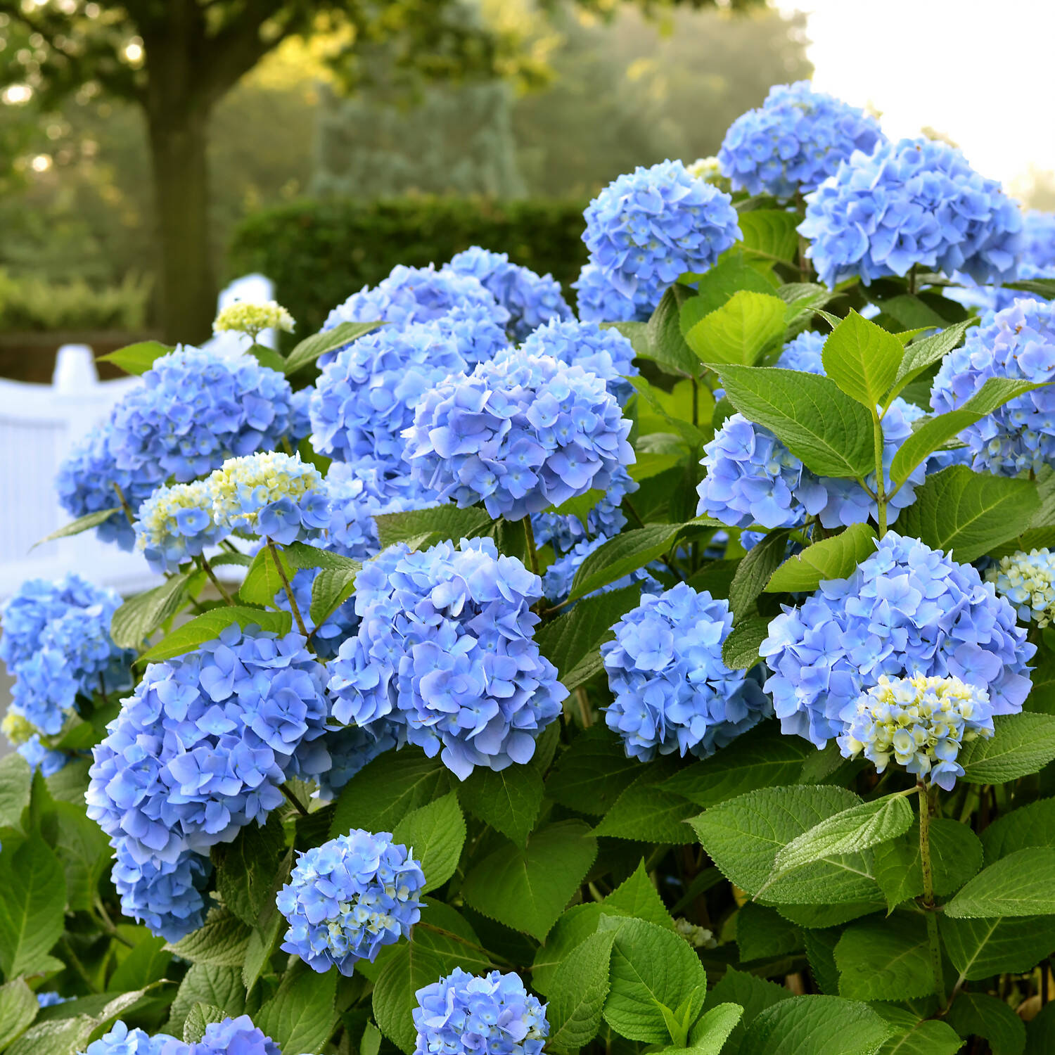 Kategorie <b>Laubbäume </b> - Bauernhortensie 'Endless Summer' ® blau - Hydrangea macrophylla 'Endless Summer'® blau