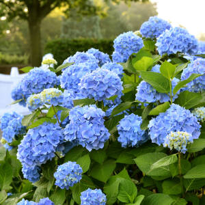 Hydrangea macrophylla Endless Summer® blau