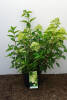 Hydrangea paniculata Limelight® C 3-5 60-100 cm