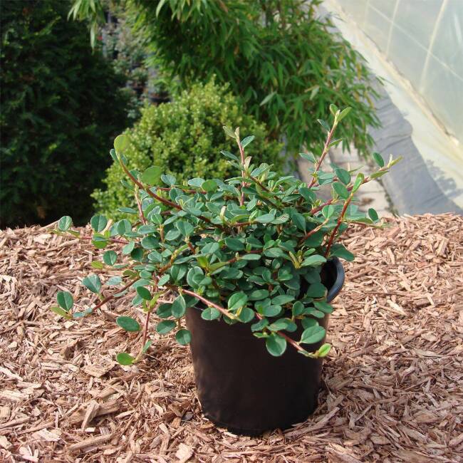 Cotoneaster dammeri Frieders Evergreen P 0,5 10-15 cm