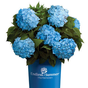 Hydrangea macrophylla Endless Summer® blau C 3-5...