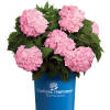 Hydrangea macrophylla Endless Summer® rose C 3-5 30-40 cm