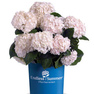 Hydrangea macrophylla Endless Summer ® The Bride C...