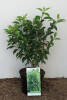 Prunus lusitanica Angustifolia C 3-5 30-40 cm