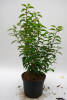 Prunus lusitanica Angustifolia C 3-5 40-60 cm