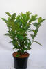 Prunus lauroc.Rotundifolia C 3-5 40-60 cm