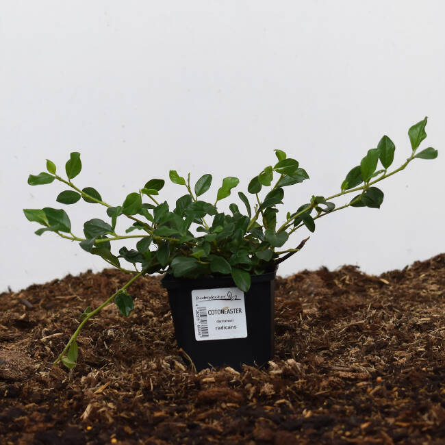 Cotoneaster dammeri radicans P 0,5 15-20 cm