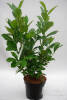 Prunus lauroc.Rotundifolia C 3-5 60-80 cm