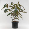 Viburnum rhytidophyllum C 3-5 60-80 cm