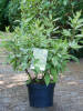 Cornus alba Spaethii C 3-5 40-60 cm