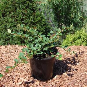 Cotoneaster micro.Streibs Findling P 0,5 10-15 cm
