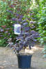 Cotinus coggygria Royal Purple C 3-5 30-40 cm