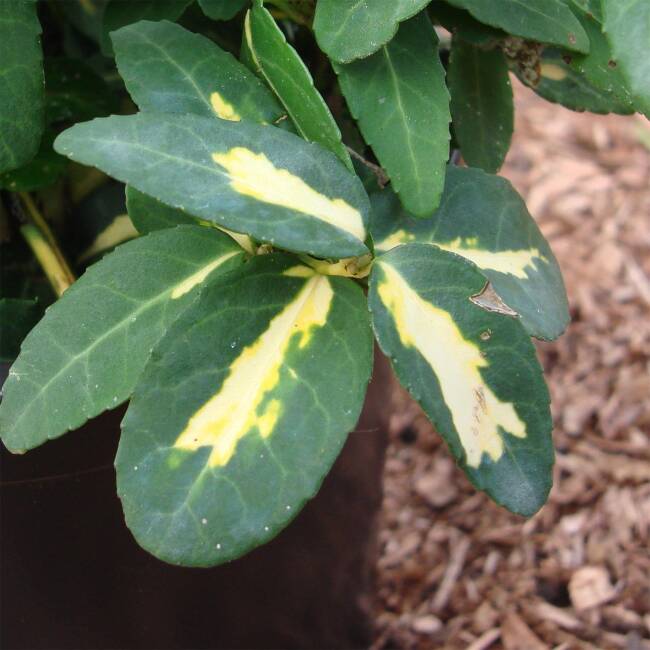 Euonymus fortunei Blondy ®/Sunspot P 0,5 15-20 cm