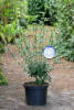 Hibiscus syriacus White Chiffon® C 3-5 40-60 cm