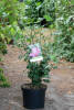 Hibiscus syriacus Woodbridge C 3-5 40-60 cm