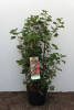 Ribes sanguineum King Edward VII C 3-5 60-100 cm