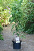 Prunus serrulata Amanogawa C 7,5 80-100 cm