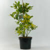 Ilex aquifolium / altaclerensis Golden King C 5 40-60 cm