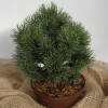 Pinus mugo Mops C 2 15-20 cm
