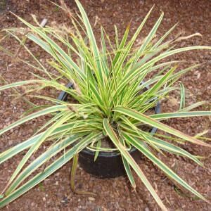 Carex morrowii Variegata P 0,5