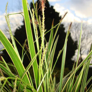 Carex morrowii Variegata P 0,5