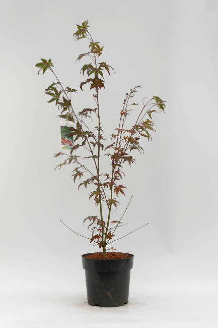 Acer palmatum Osakazuki C3-5 60-80 cm