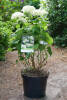 Hydrangea arborescens Annabelle C 7,5 60-80 cm