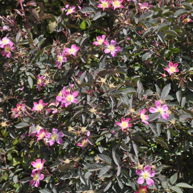 Rosa glauca C 3-5 40-60 cm