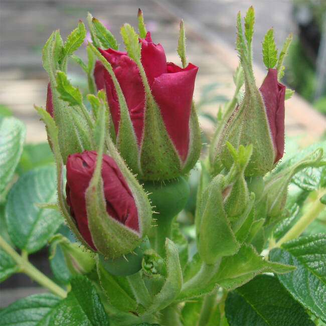 Rosa rugosa Rotes Meer C 3-5 A
